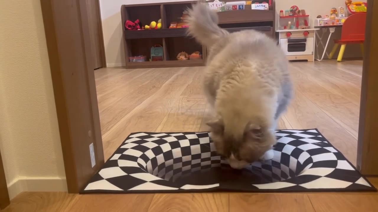 Cats react when they see an optical illusion carpet !!
