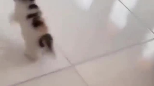 Funny pet videos 😂