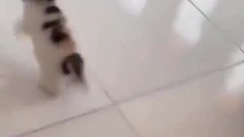 Funny pet videos 😂