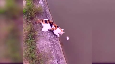 Funny Animal Videos Funny pets compilation