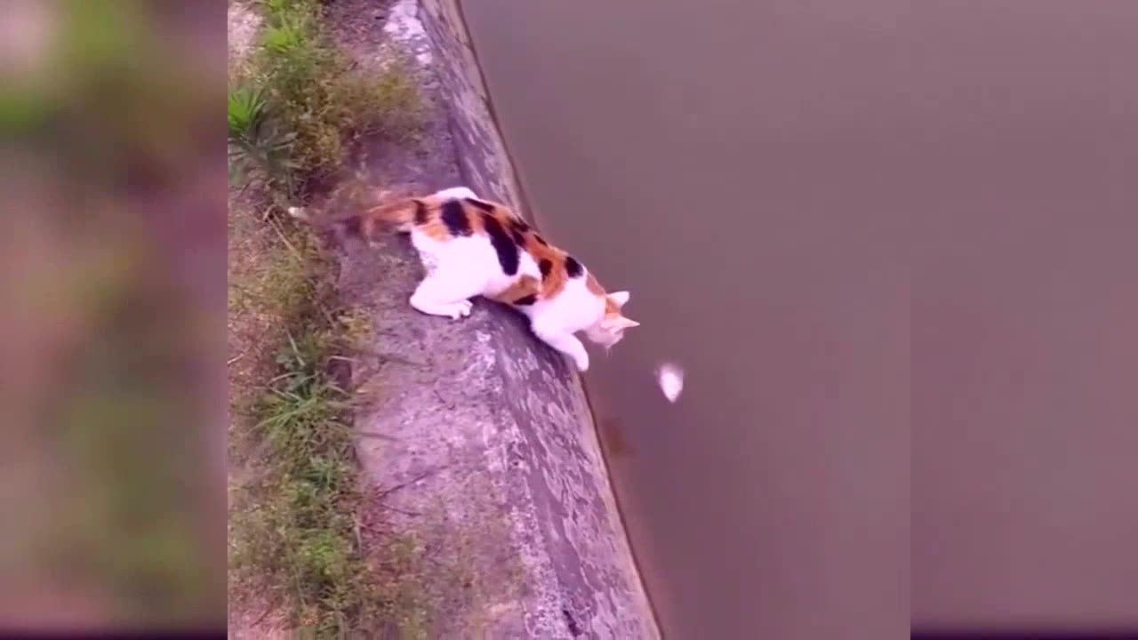 Funny Animal Videos Funny pets compilation