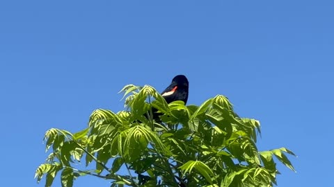 Redwing Blackbird sounding the alarm