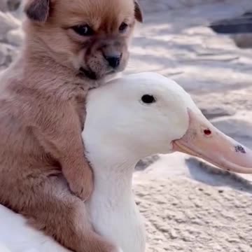 Cute Puppy Riding Duck
