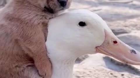Cute Puppy Riding Duck