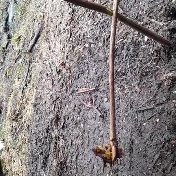 New kind of,deadfall trap,survival, bushcraft, Alaskaman