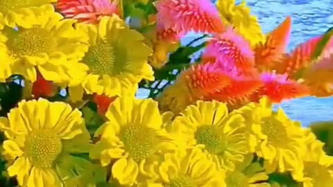 landscapevideography A set of landscape videos for you!