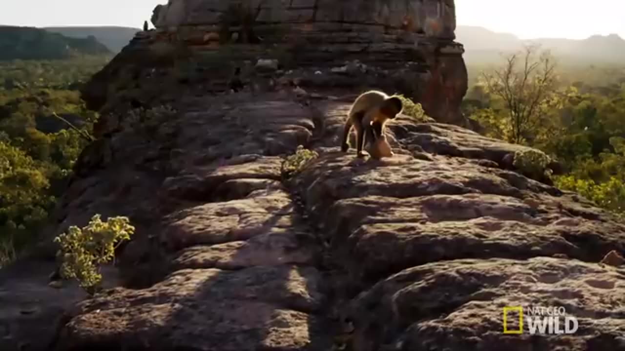 Amazingly Intelligent Monkeys | Brazil