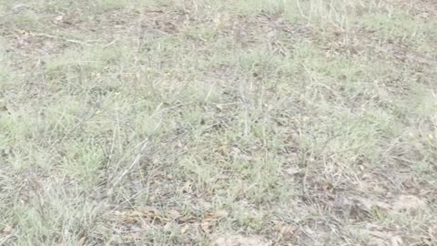 Coyotes barking