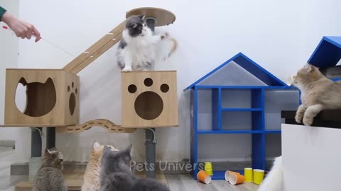 Ultimate Funny Cats and Dogs