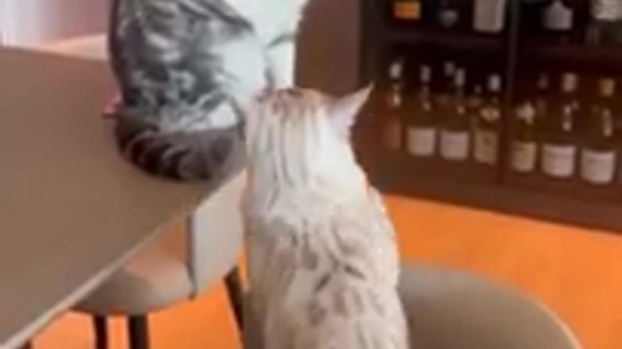 Cat fighting with other cat