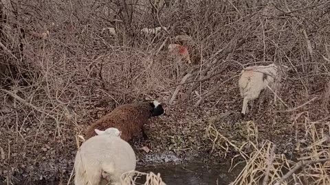 Funneling Sheep to the Creekbed