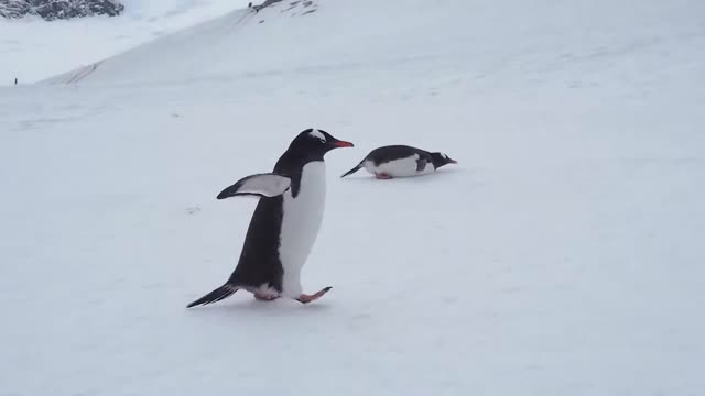 Antarctica 3