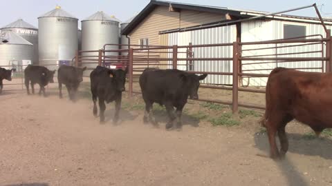 Lot 1 - Schmidt Land & Cattle 134 AngusAngus Cross Steers