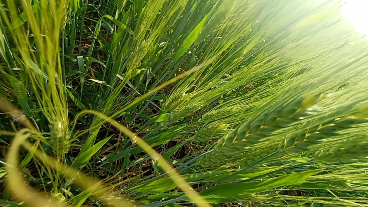 Indian Farming 🌾🌾