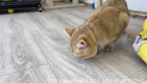 Mom and dad cats first time came to meet a sleeping puppy