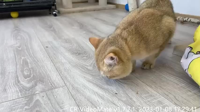 Mom and dad cats first time came to meet a sleeping puppy