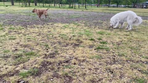 German Shepherd Attacts Pitbull