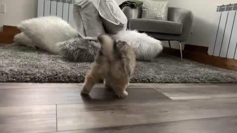 Best Bowtie Pomsky Love - 1st Generation Pomsky Girl Ivy, Cutest Fluff Ball