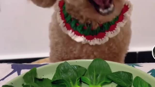 Dog eats well #Shorts #239