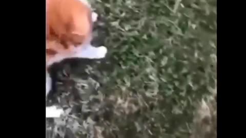 Funniest Cats 😹 - Don't try to hold back Laughter 😂 - Funny Cats Life
