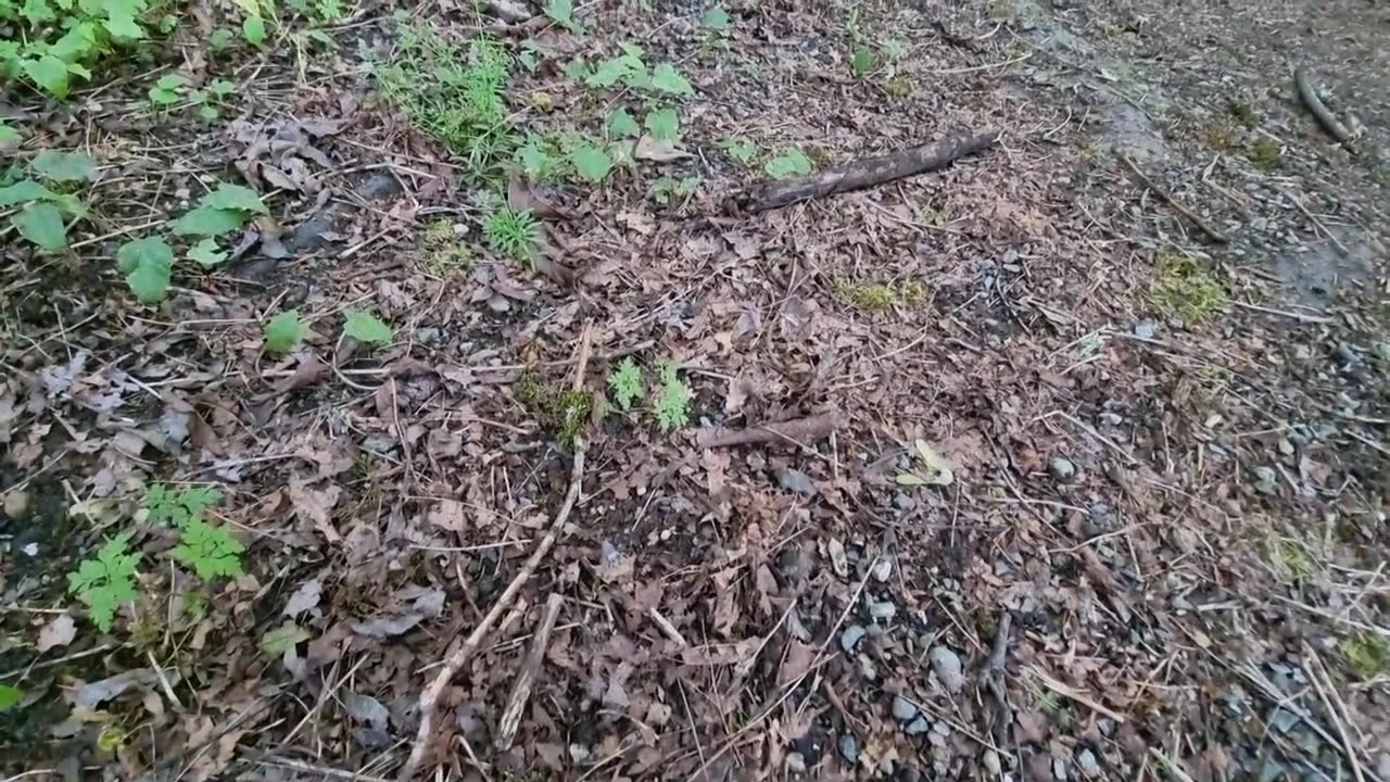 Learnings from the Forest Look for meaning at smaller scales