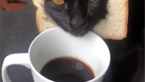 Adorable Cat Looks So Cute in This Video