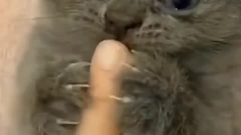 Cute cat videos| funny cat videos