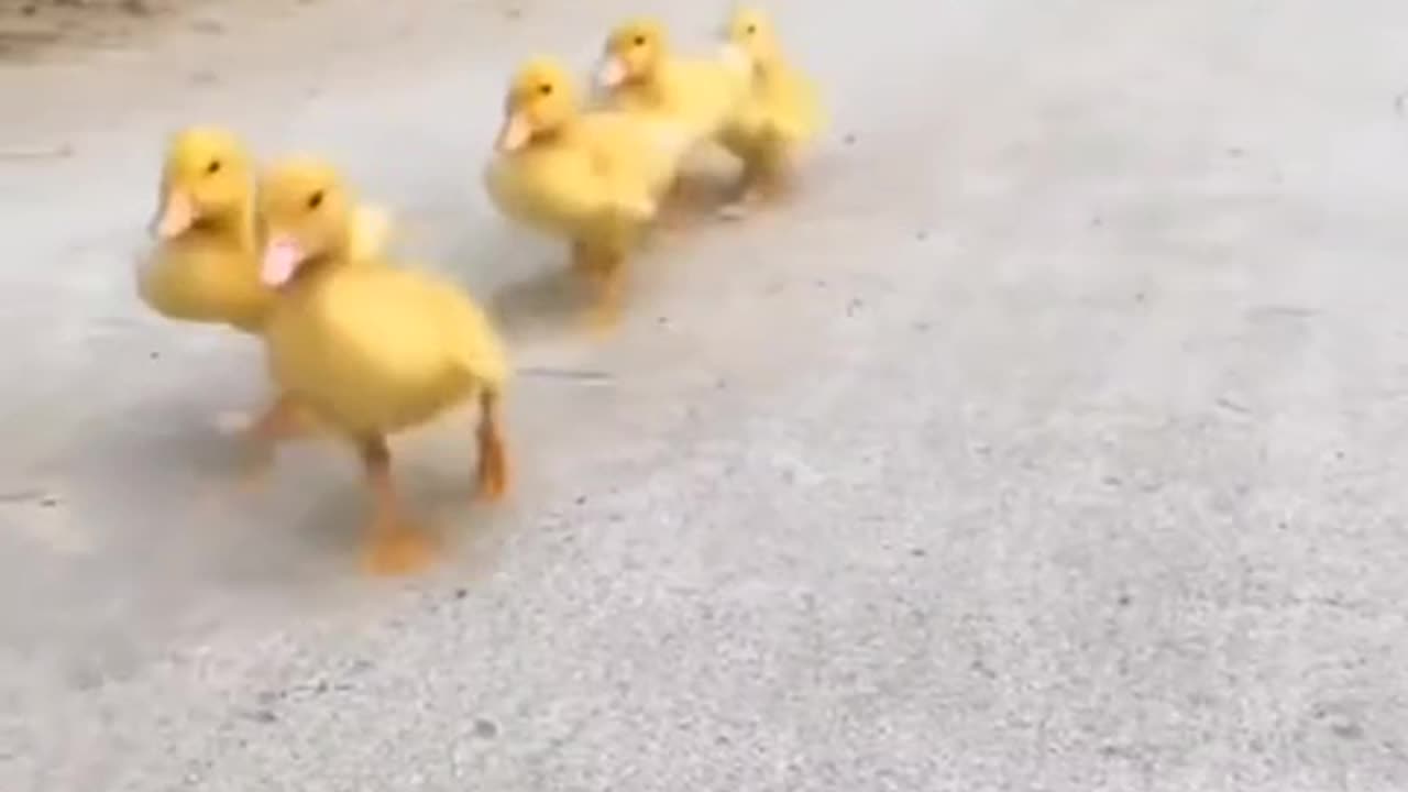 #funny #neiperte #funnyvideos #funnyreels #funnymemes #funnymoments #short #funnycats