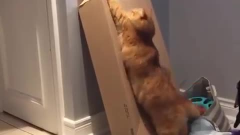 What's in there , wait,wait no😹