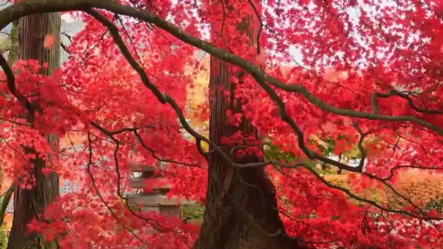 Relaxing Music | Sleeping, Meditation, Stress Relief | [6965] ⭐️