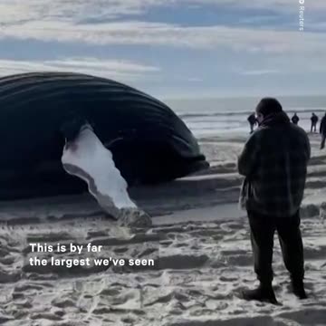 Whales keep dying and washing ashore in New York and New Jersey
