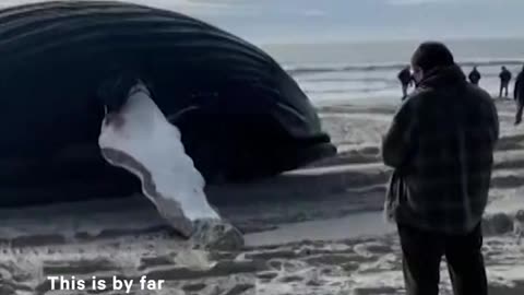 Whales keep dying and washing ashore in New York and New Jersey