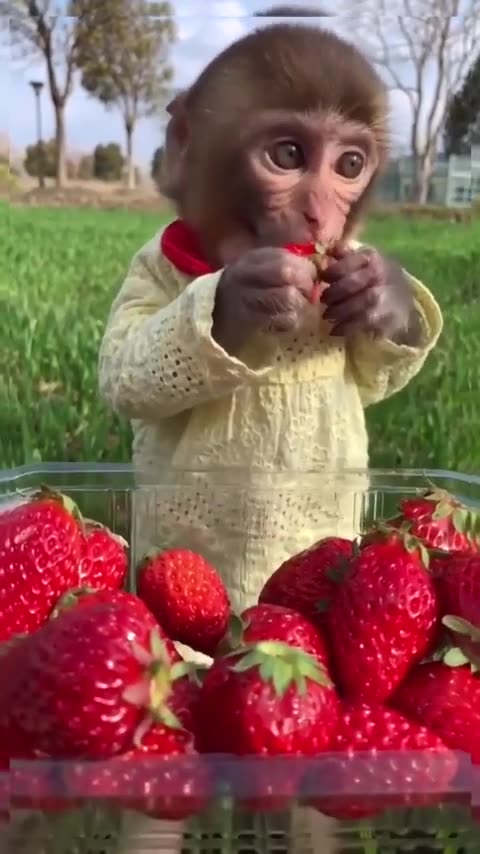 Monkey enjoying strawberry