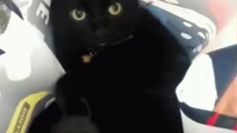 Cute Cat Gif