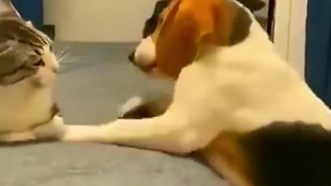 THIS is Why CATS HATE DOGS 🤣 Wholesome Moments