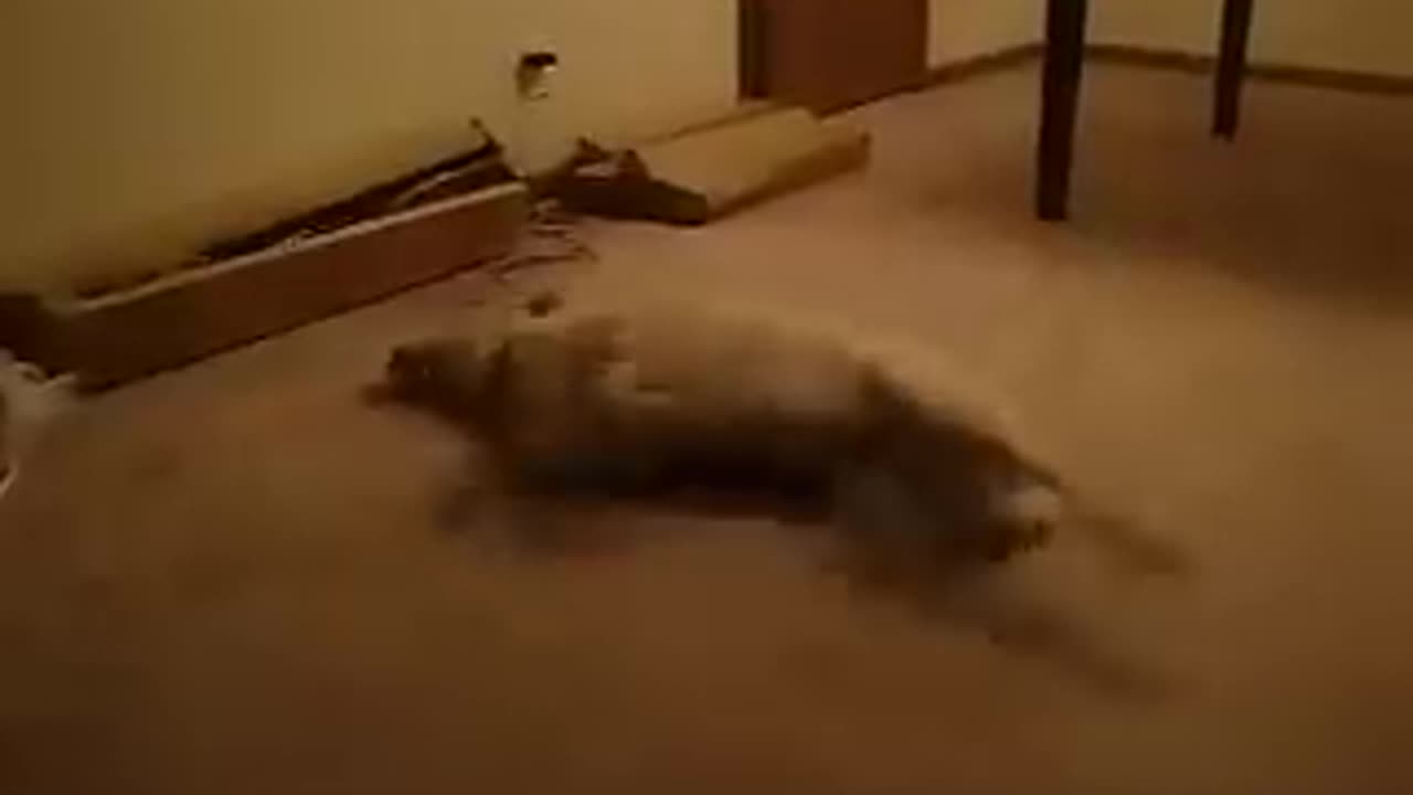 Super Funny Sleep Walking Dog