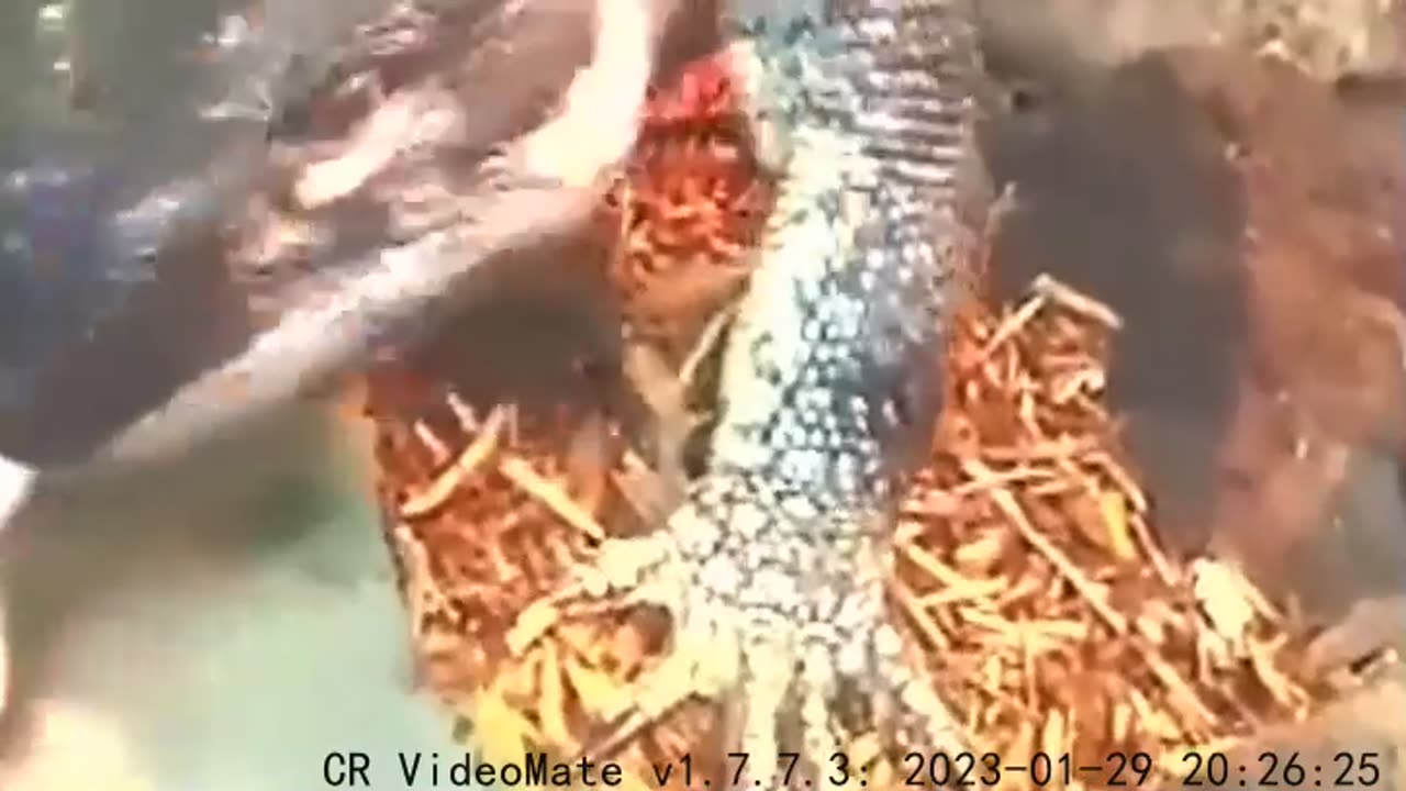 Beetle Quietly Thought Strong Crispy Rice