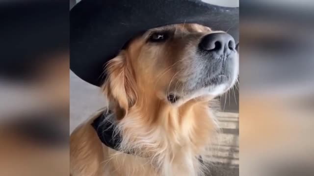 Funniest Dogs And Cats Videos 😅 - Best Funny Animal Videos 2022