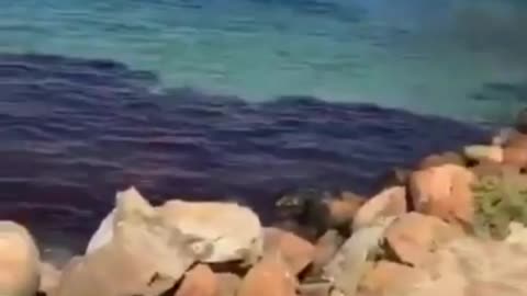 terrified swarmterrified sturgeon