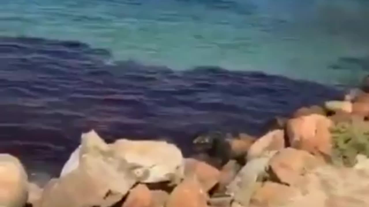 terrified swarmterrified sturgeon
