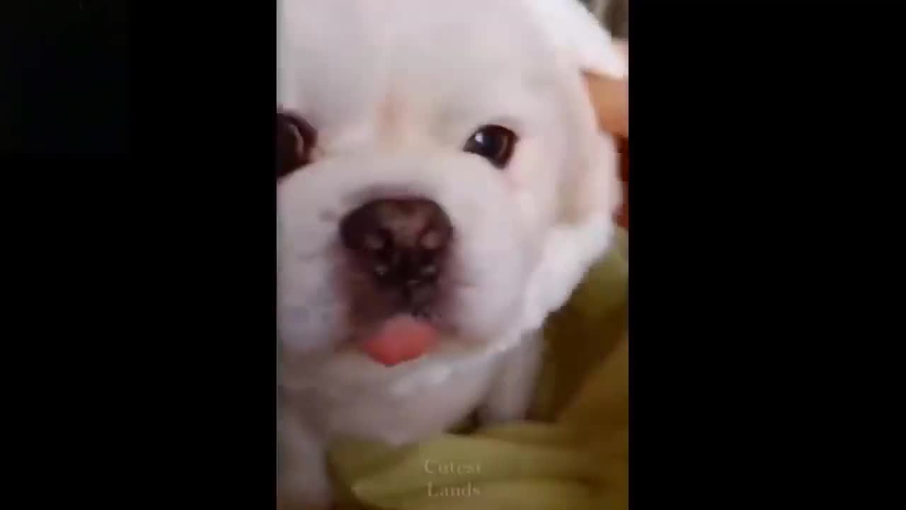 Funny Pet Video 2