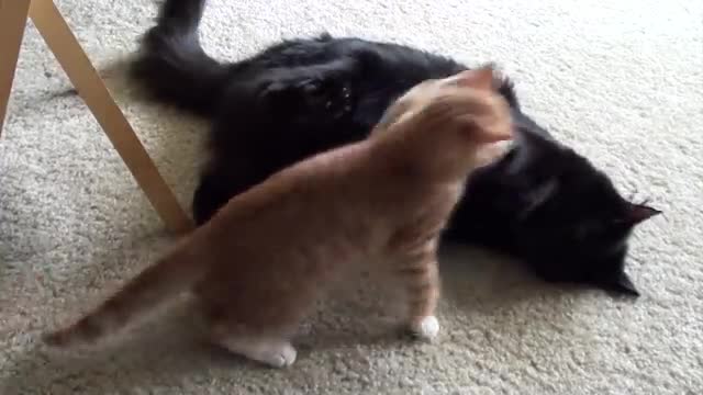 EPIC Cat Fight Compilation! - Cole and Marmalade