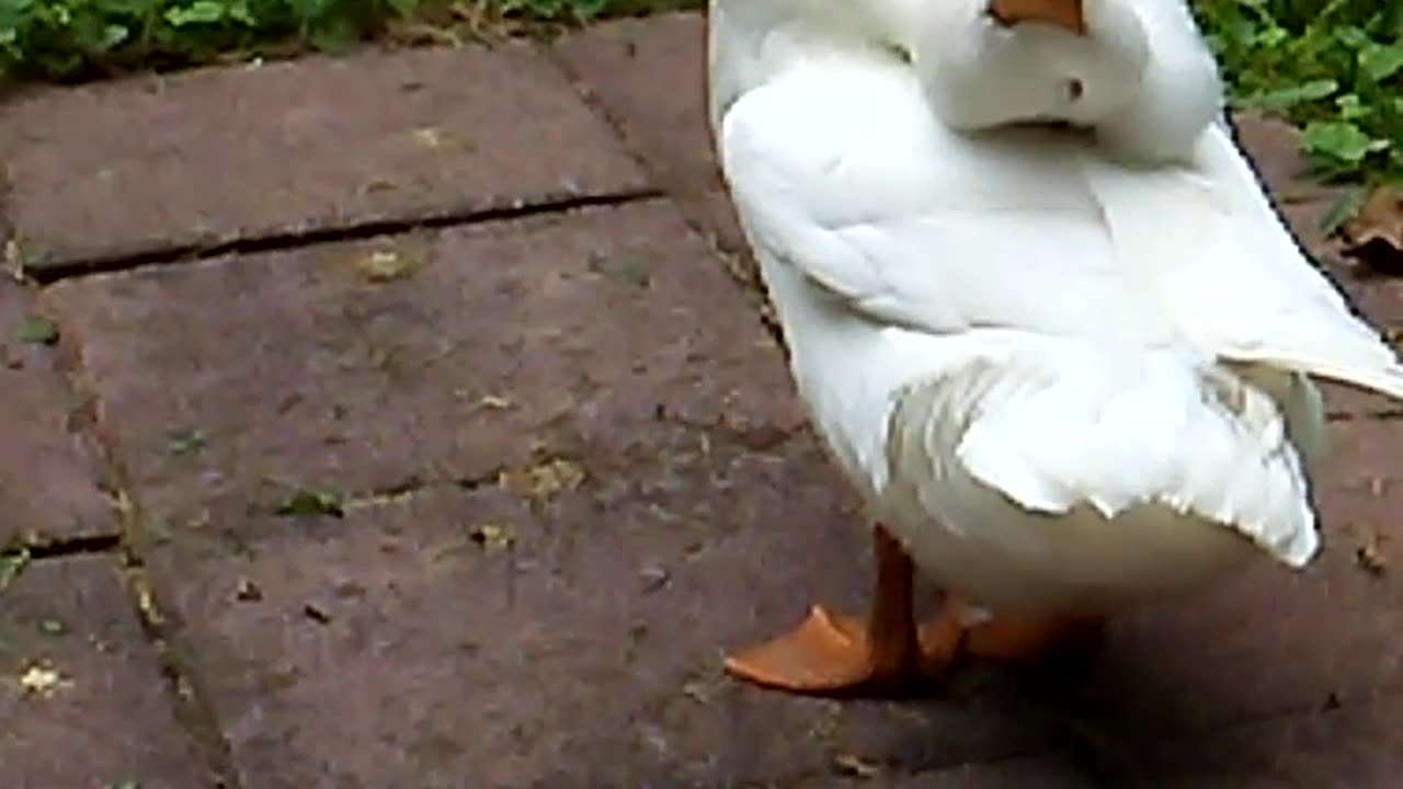 Quackers1