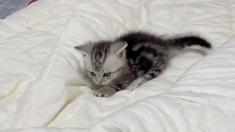 Funny playing cute kitten🥰🤩😘