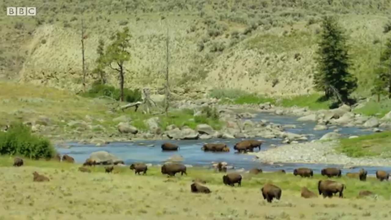 Bison Fight for Mating Rights | BBC Earth