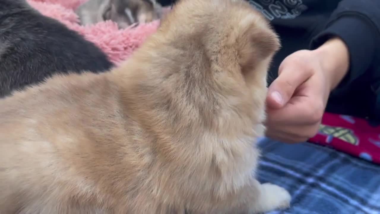 Best Bowtie Pomsky Love - Look at those perfect blue Pomsky eyes!