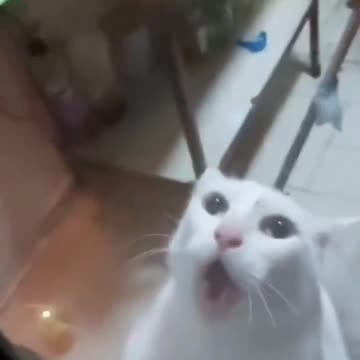 #Cat, you had one #job!