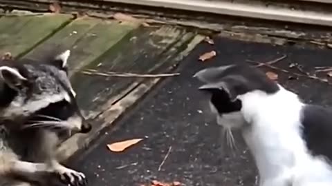 Raccoon and cat have breakfast and a third guest would like to join