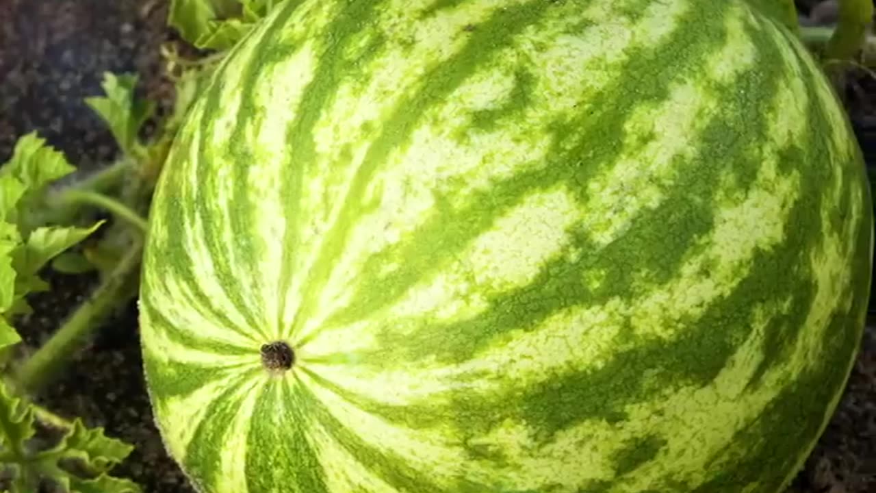18 AWESOME HACKS TO GROW YOUR OWN PLANTS