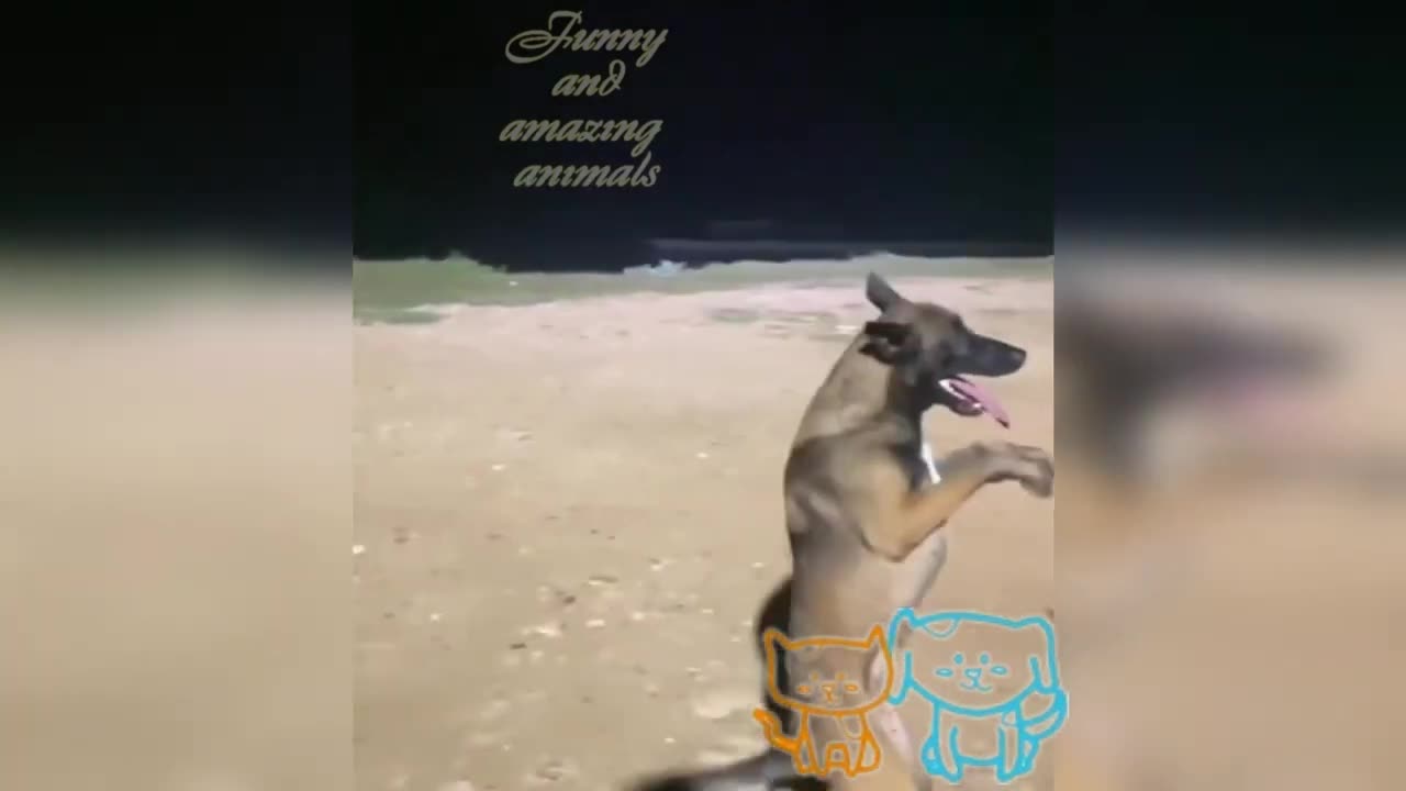 Funny Animal Video